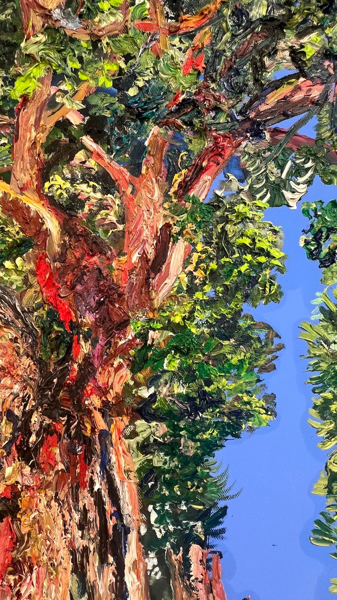 Sequoia